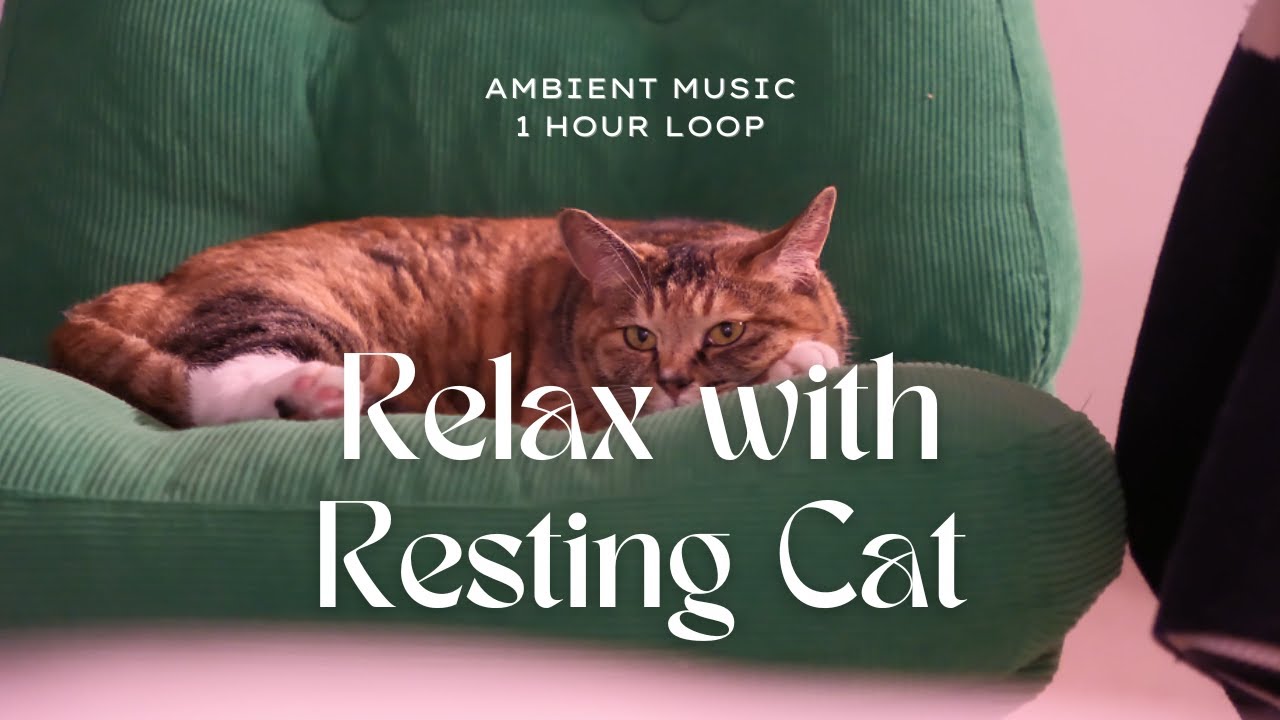 Comfort Moments – Relax with a Resting Cat | 1 Hour Loop | Ambient Music