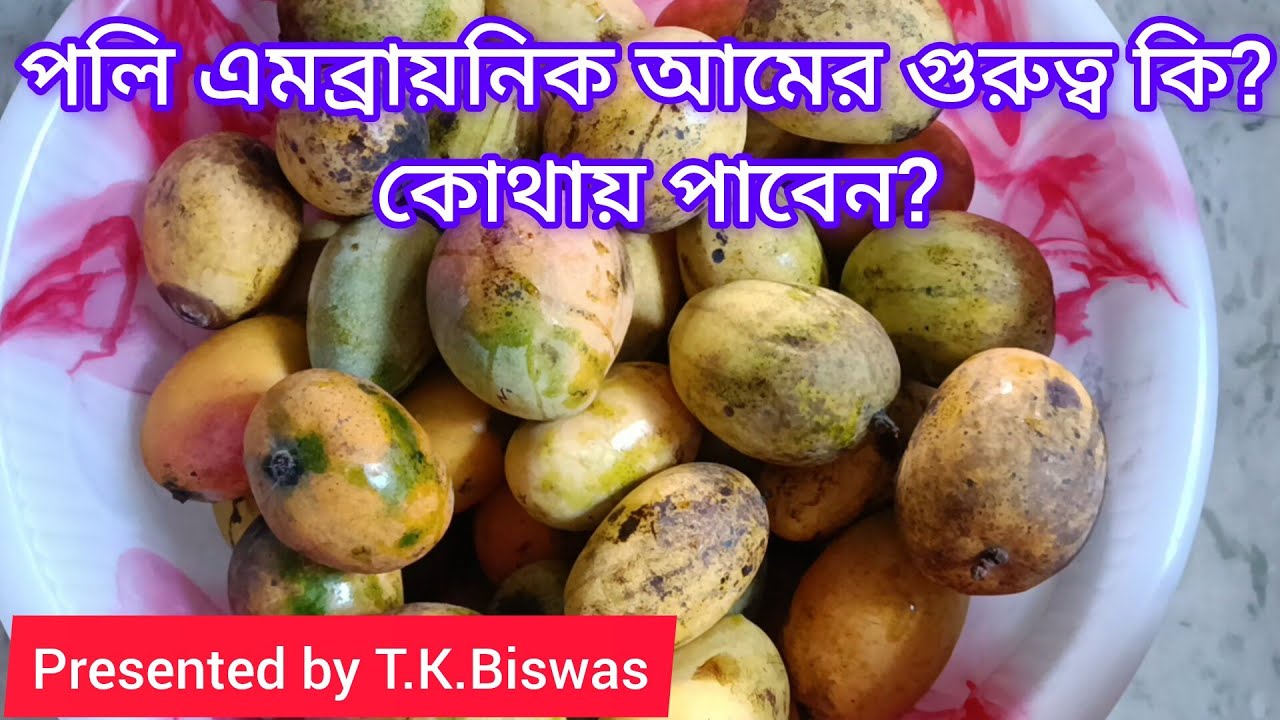 Importance of Poly Embryonic Mango and where is it available?
