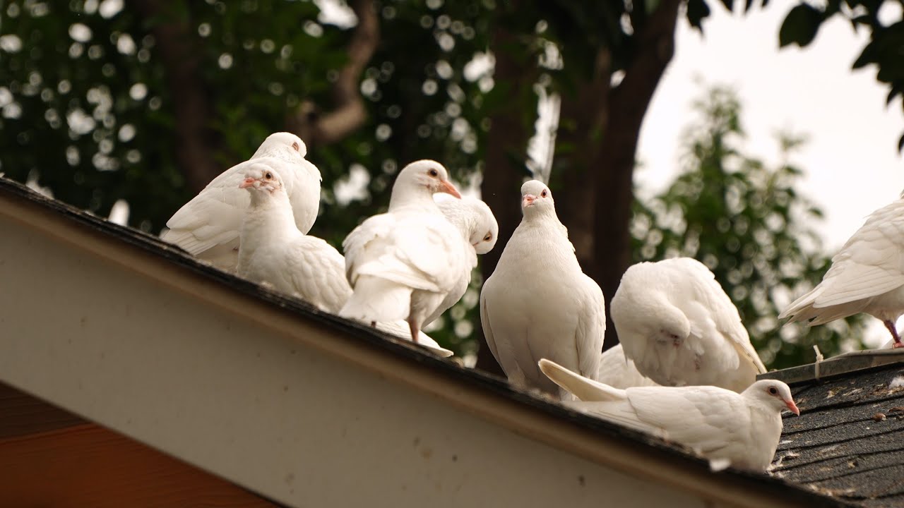 Spending Time with Pigeons