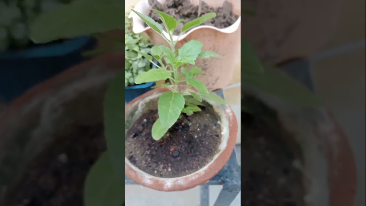 Tulsi Plant Care and Tips.
