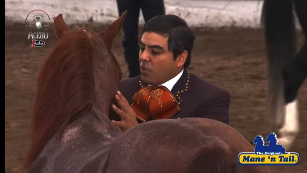 ПОСЛЕДНИЙ ЗВОНОК И ПРОЩАНИЕ С CG CANELITIO STEEL HORSE