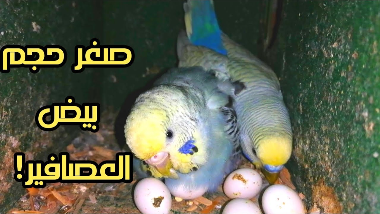 عصافير البادجي بتبيض بيض صغير جدااا ايه السبب والعلاج ايه؟