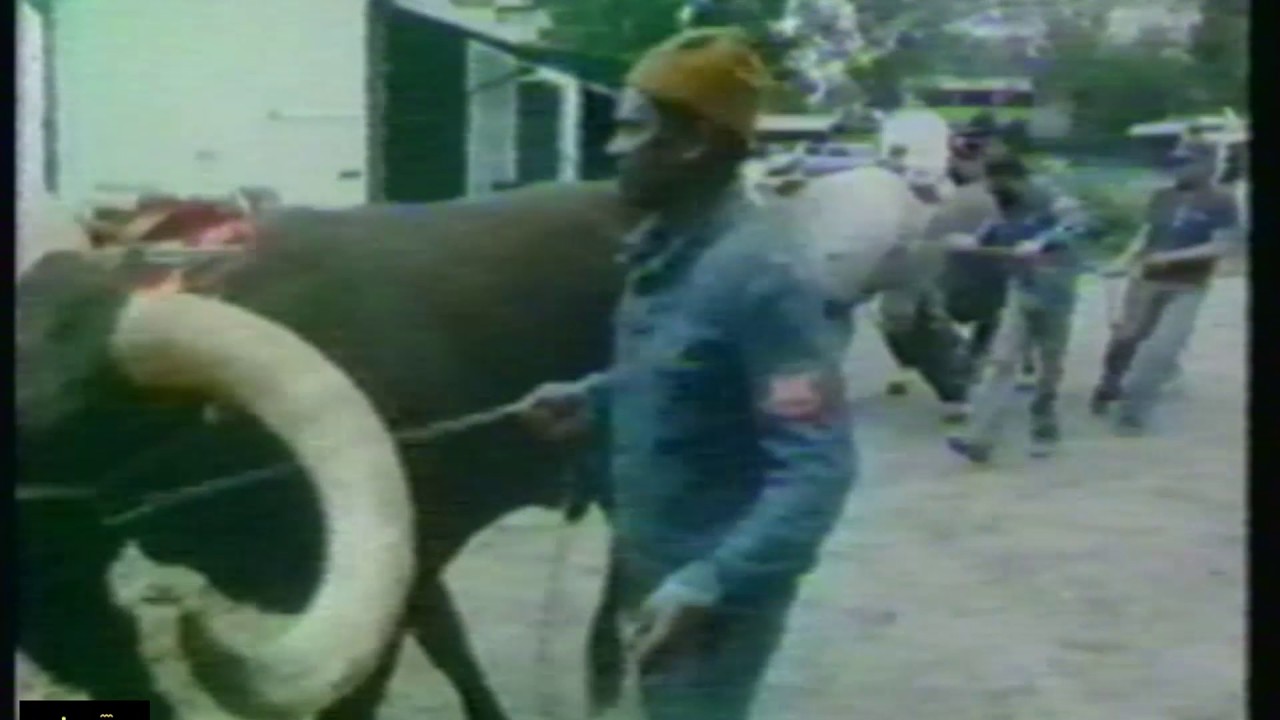 Circus KNIE, 1979 | TV docu #1