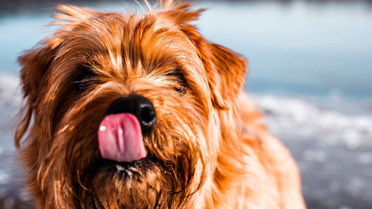 Norfolk Terrier | My Next Dog