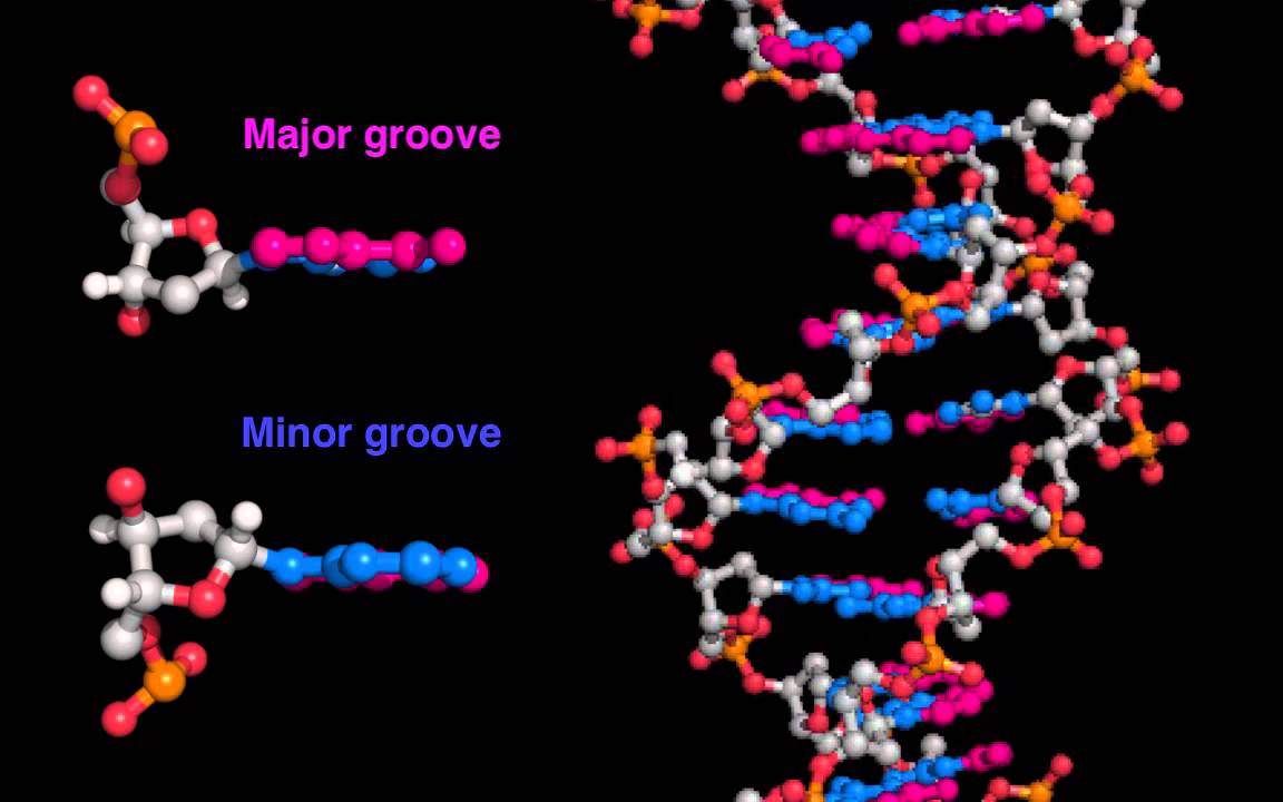 DNA major and minor grooves