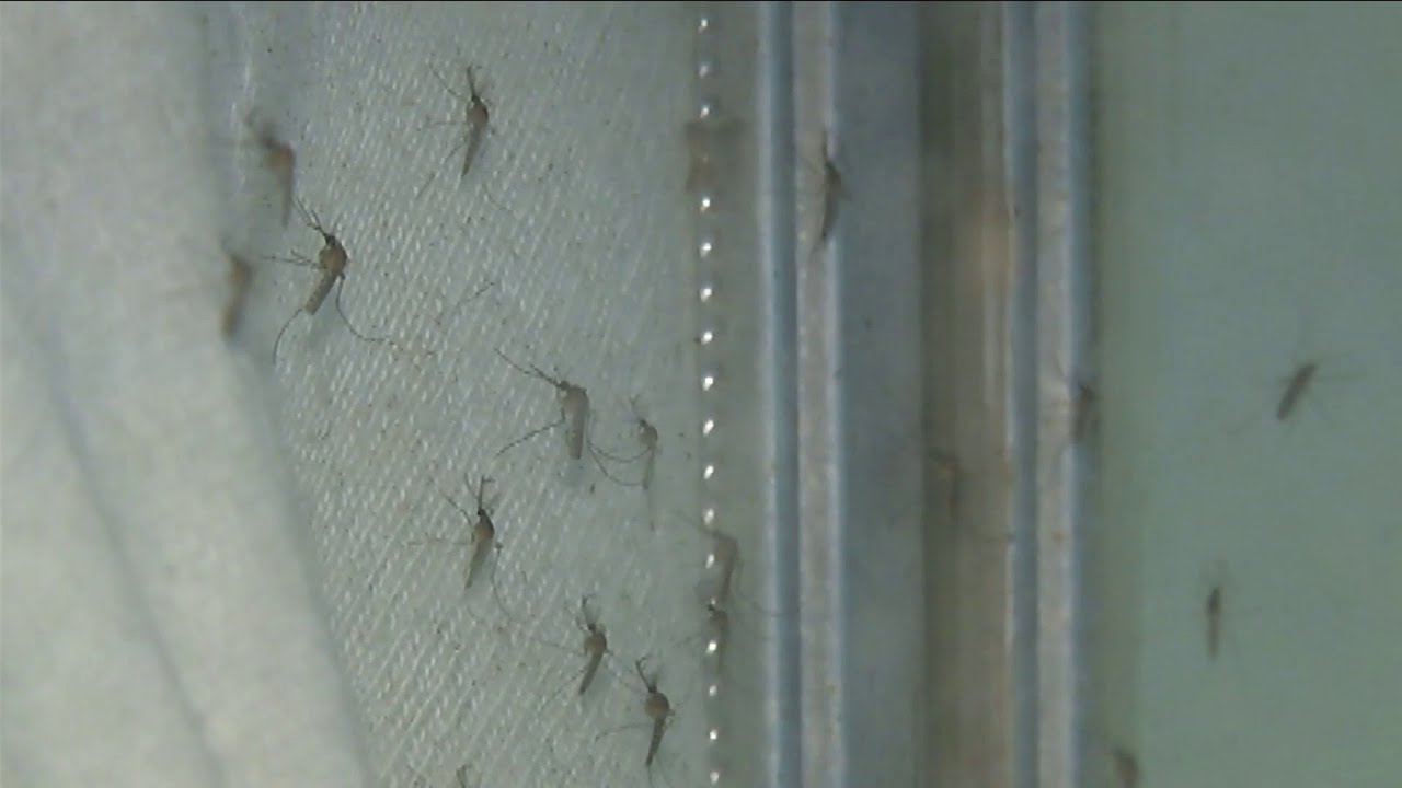 Preventing insect bites