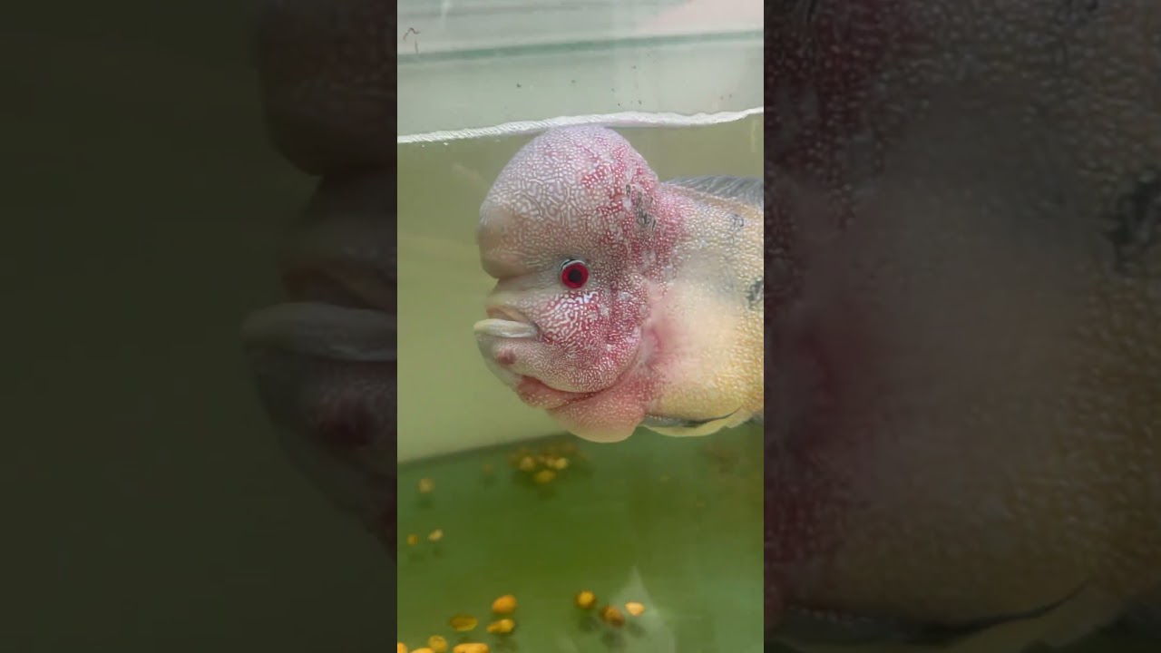 Top biggest flowerhorn fish in the world.