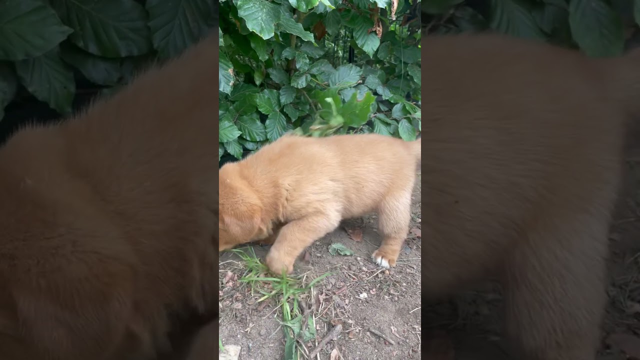 H Wurf 2022 | Labrador Brammen | Labrador Welpe | 15  
