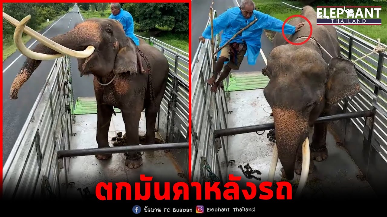 งานเข้า ตกมัน!! ระหว่างส่งพลายสมคิดกลับบ้าน 😂elephant