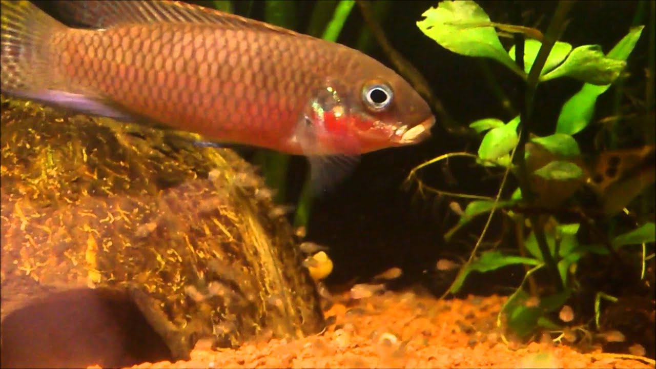 Photos & vidéo Pelvicachromis Taeniatus Nigeria red