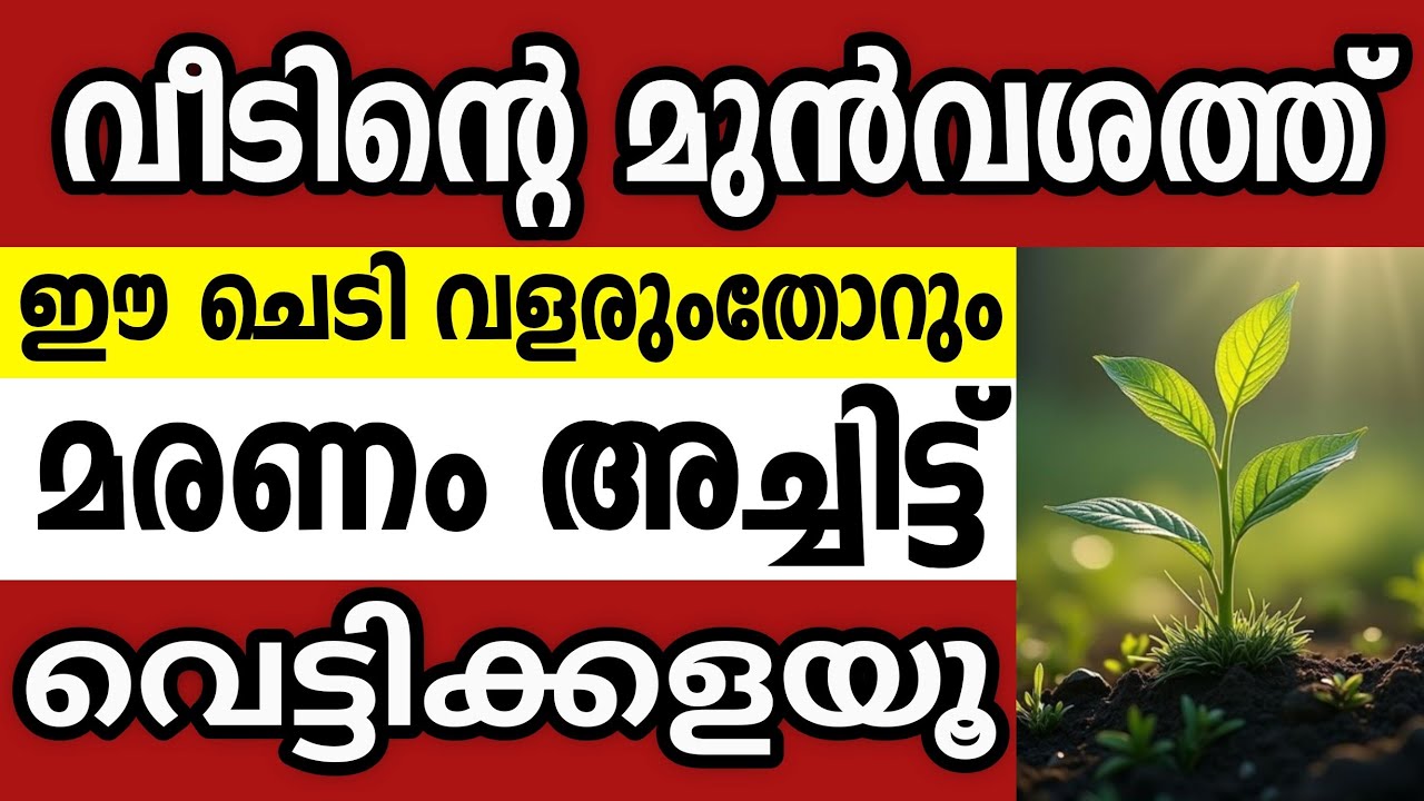 വീടിൻറെ മുൻഭാഗത്ത് ഈ ചെടികൾ വളരുന്നുണ്ടോ?ഉടനെ മാറ്റൂ.വളരുംതോറും വീട്ടിലുള്ളവർക്ക് ദോഷം