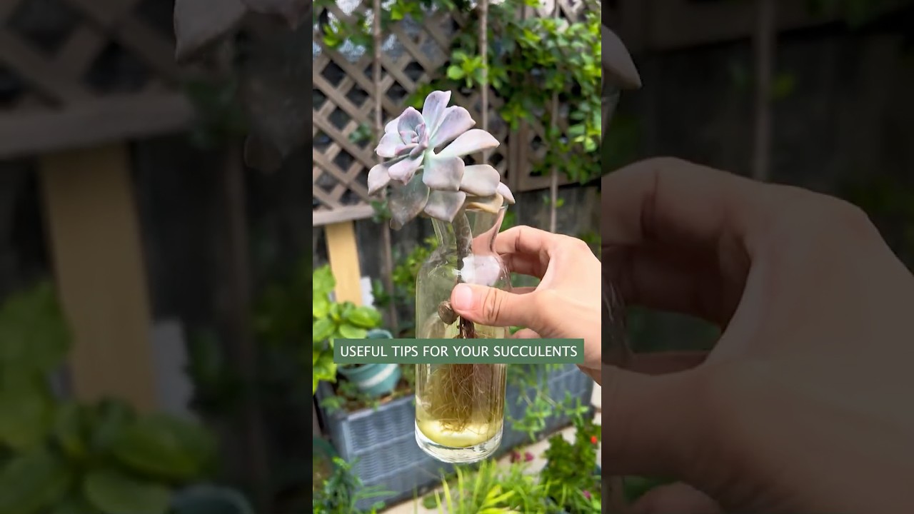 Beginner Succulent Plants: Easy Care Tips to Grow Thriving Succulents | 다육이 | 多肉植物