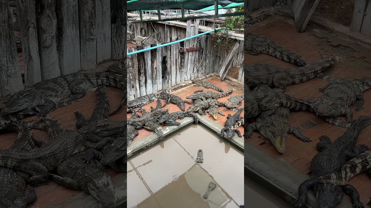 look pregnant crocodiles very serious 🐊😱 #shortvideo #crocodile #shorts #explore168