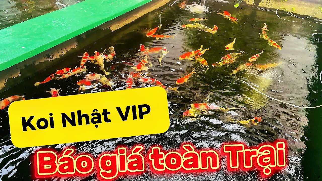 Cập nhật báo giá cá koi Nhật các hồ B1, B2… tại King Koi Farm ngày 23/3/2025 | cá tuyển, giá tốt