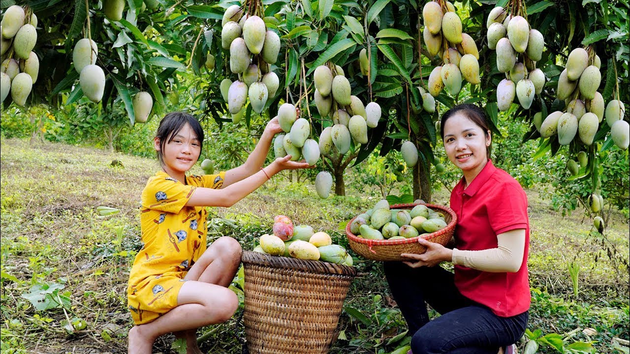 Harvest Mango Garden Goes To The Market Sell - Make Pickled Mango - Hanna Daily Life
