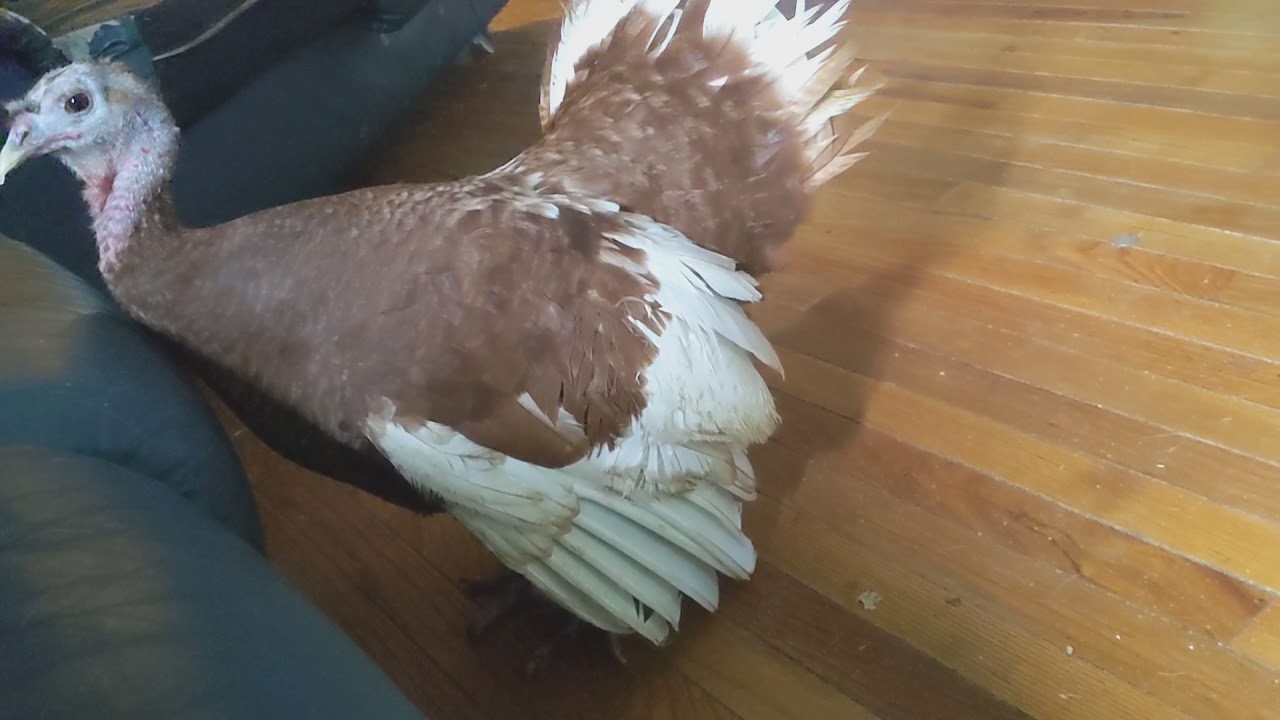 bourbon red turkey laying egg