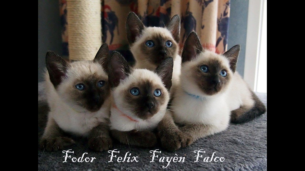 Cattery Asenka Thai kittens 2012. Filmpje 8