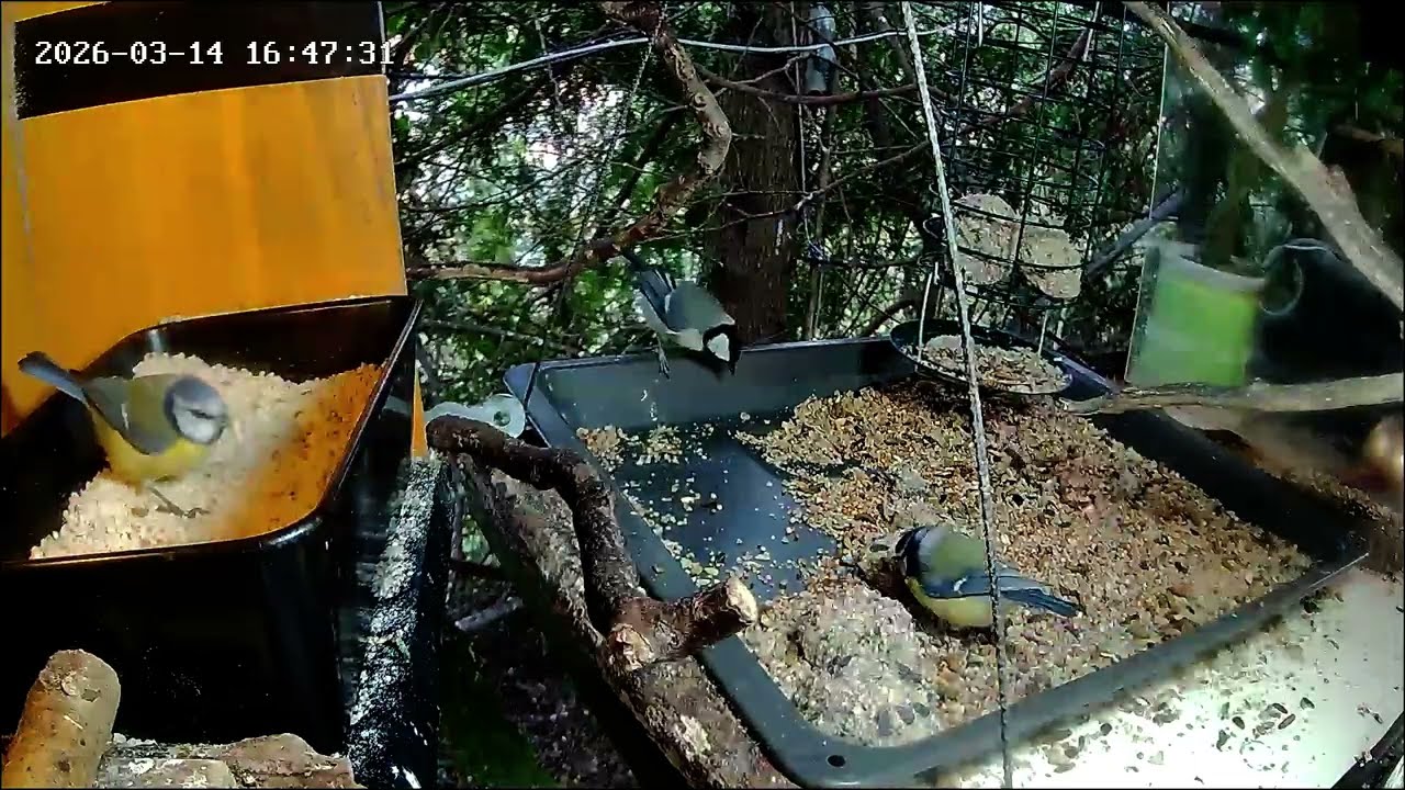 Später Nachmittag, die Nuss-Tanke ist sehr gut besucht, Teil 1 (14.03.2026)