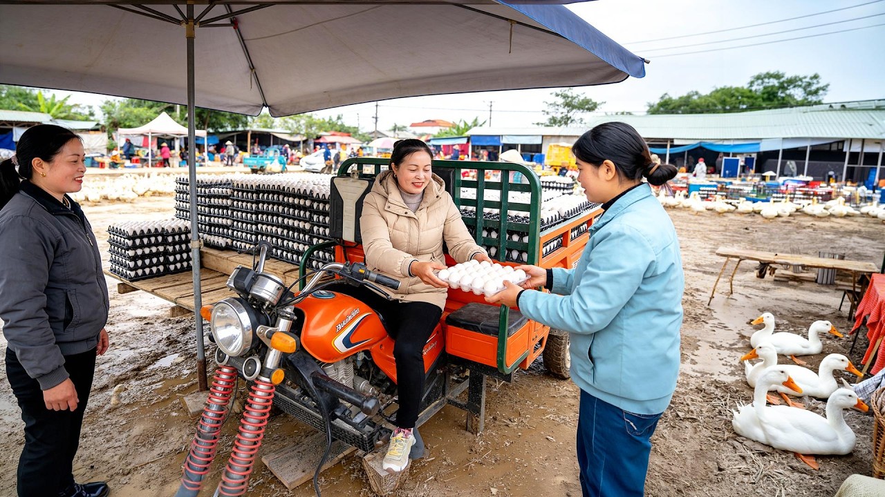 Harvesting 900+ DUCK EGGS BY 3-WHEEL TRUCK | Transporting To Country Market | Đ&agrave;o Daily Farm