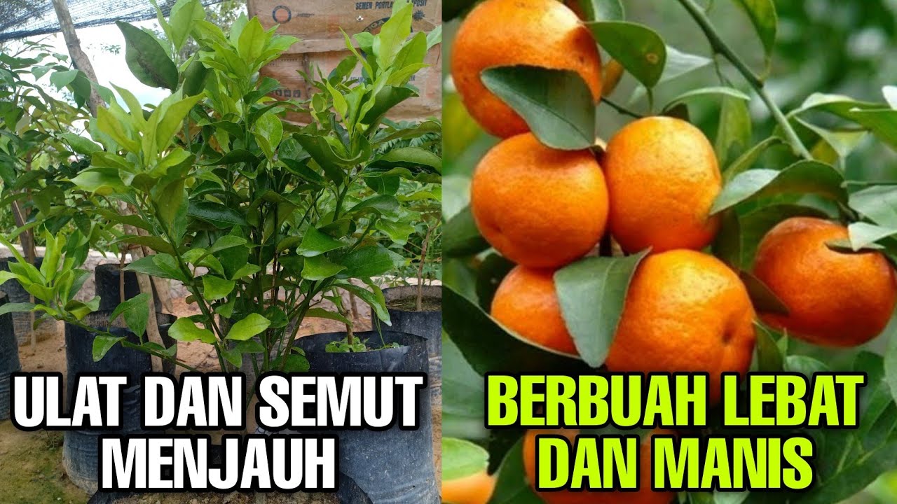 Cara merawat Jeruk Santang Madu agar cepat Berbuah