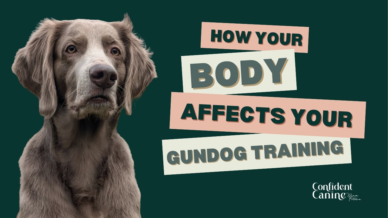 How your body affects your gundog training