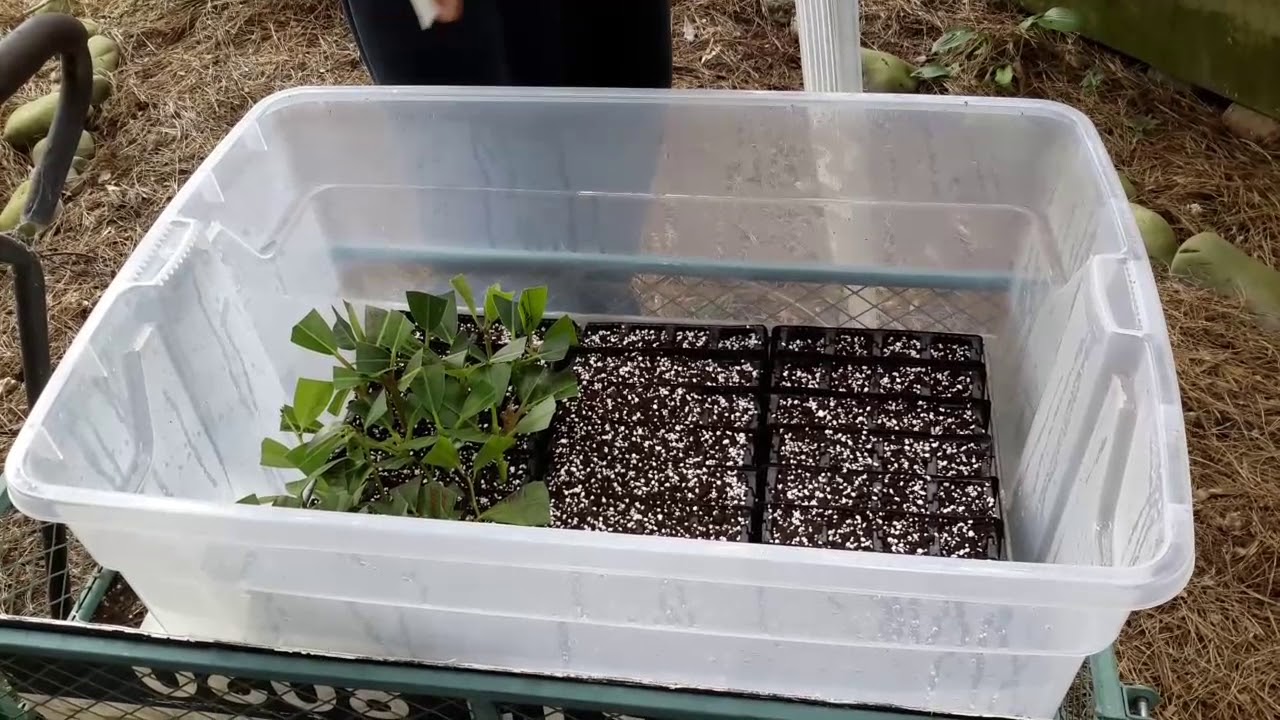 How to do Rhododendron cuttings.......