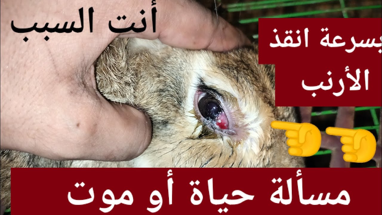 العين صابت لا حول ولا قوه الا بالله أشد المخاطر أنقذ الأرانب بسرعة وغالباً أنت السبب فيها 🤔