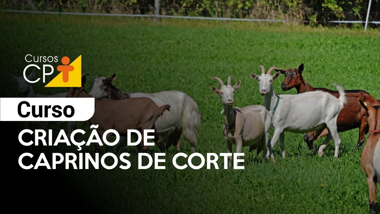 Curso Criação de Caprinos de Corte l Cursos CPT