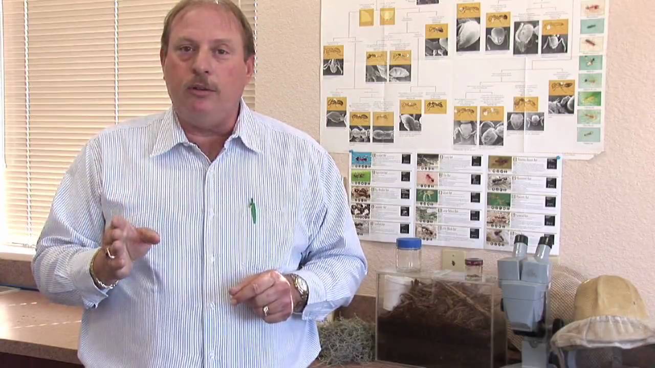 Flea Control : How to Kill Fleas With Household Products