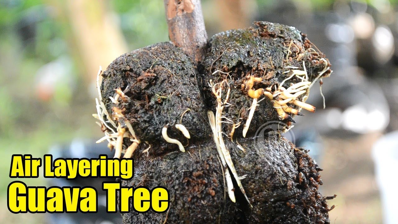 Step by Step Air Layering Guava Tree