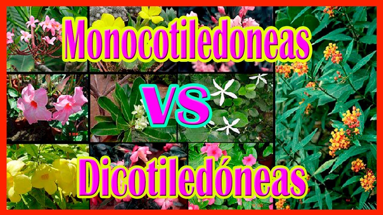 ¿Que son las plantas mono y dicotiledóneas?- Plantmen