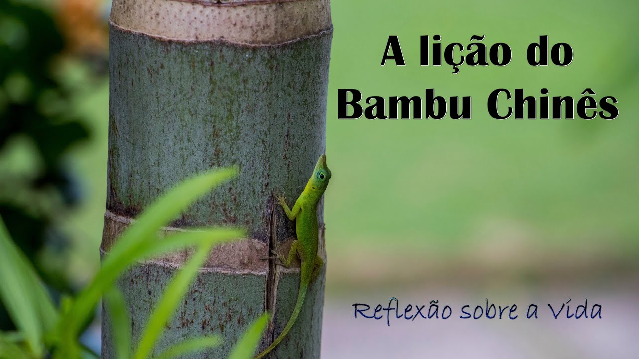 A Li&ccedil;&atilde;o do Bambu Chin&ecirc;s - Reflex&atilde;o sobre a vida.