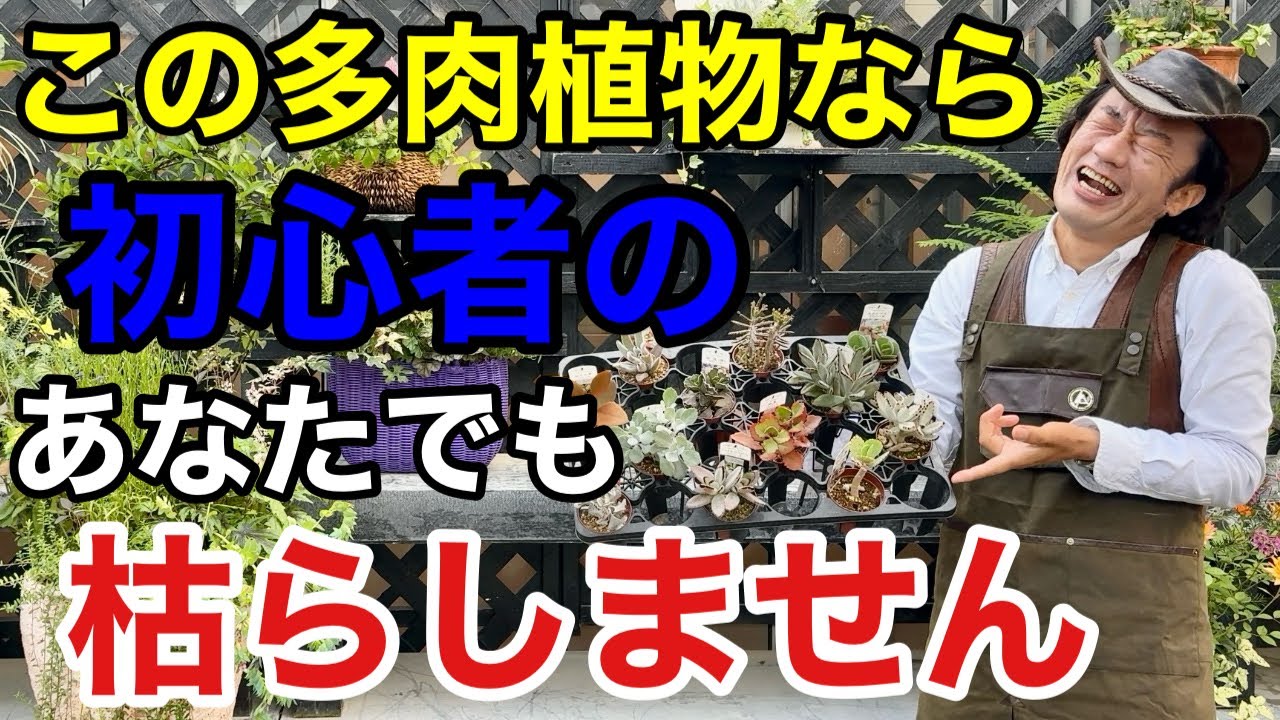 【よく枯らす方】  多肉植物は苗の選び方でほぼ決まります            【カーメン君】【園芸】【育て方】【初心者】