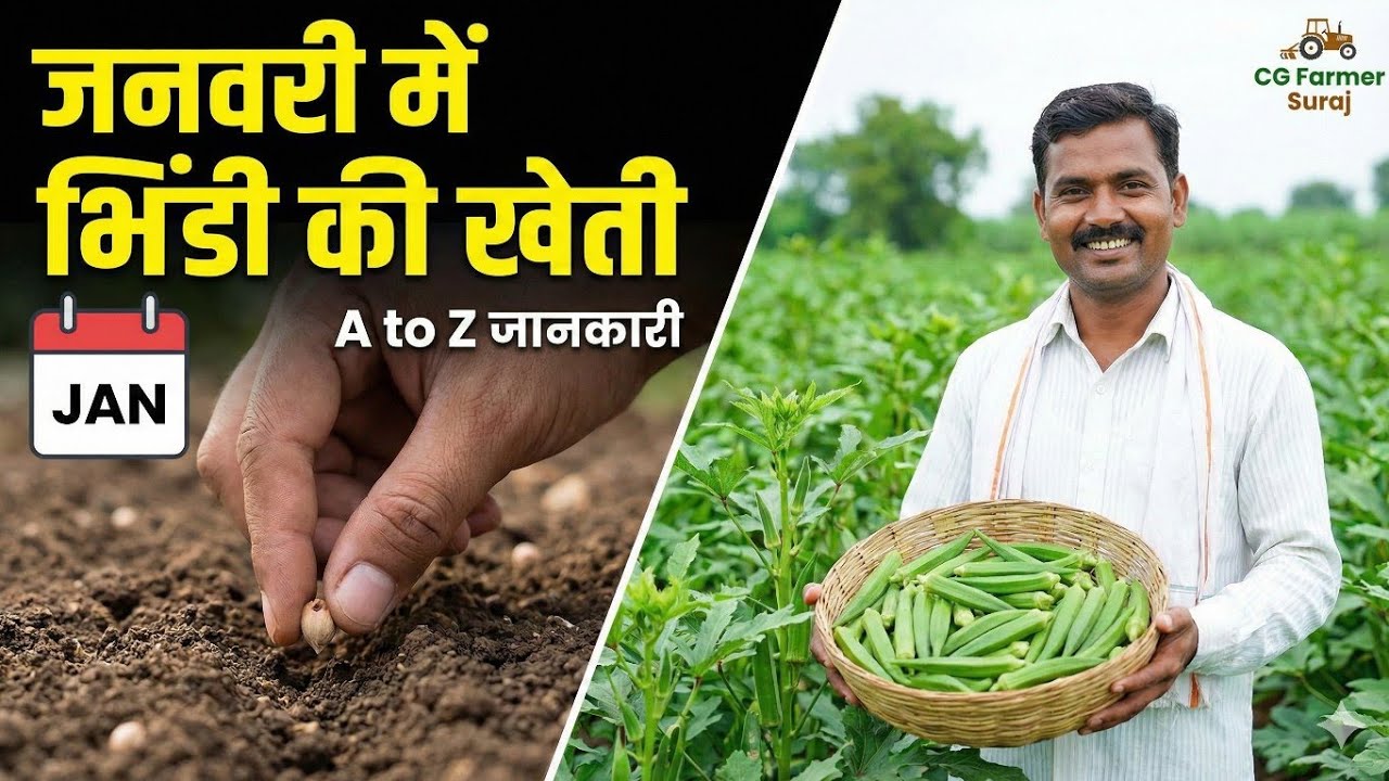 January Bhindi Ki Kheti Kaise Kare | A to Z Jankari | भिंडी की खेती कब करें Haw to bhindi ki kheti 