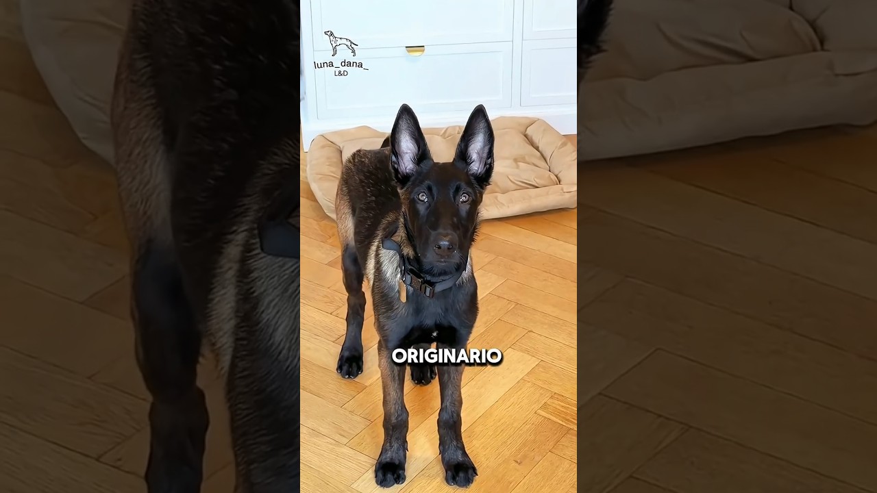 ESTE es el  PERRO Más INTELIGENTE del PLANETA 🌎 