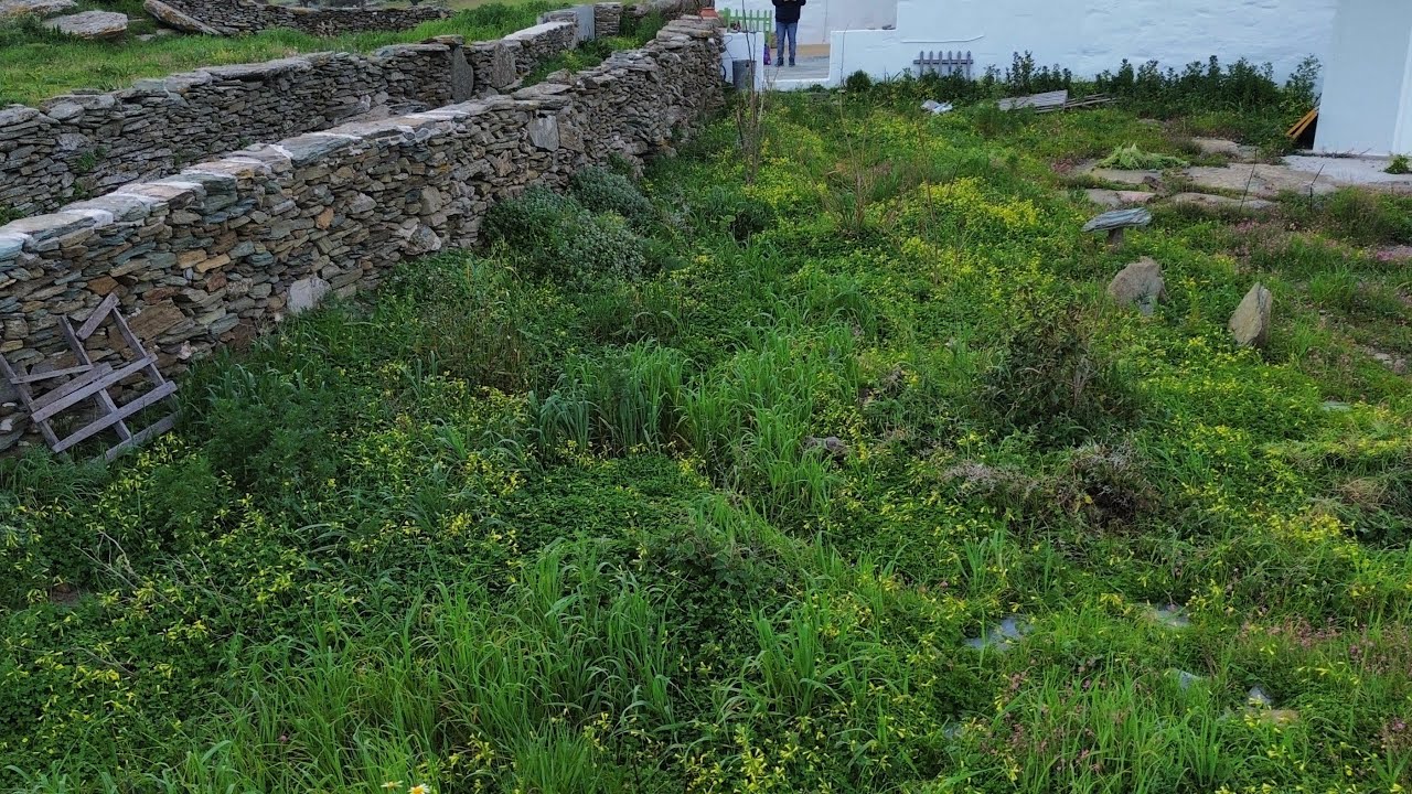 Greece Food Forest update (Spring 2025)