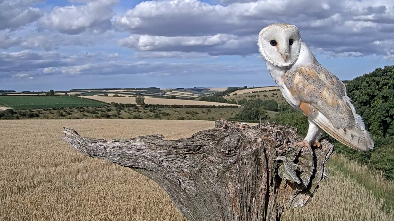 Barney's Life Story: 4 Years in the Life of a Male Barn Owl | Discover Wildlife | Robert E Fuller