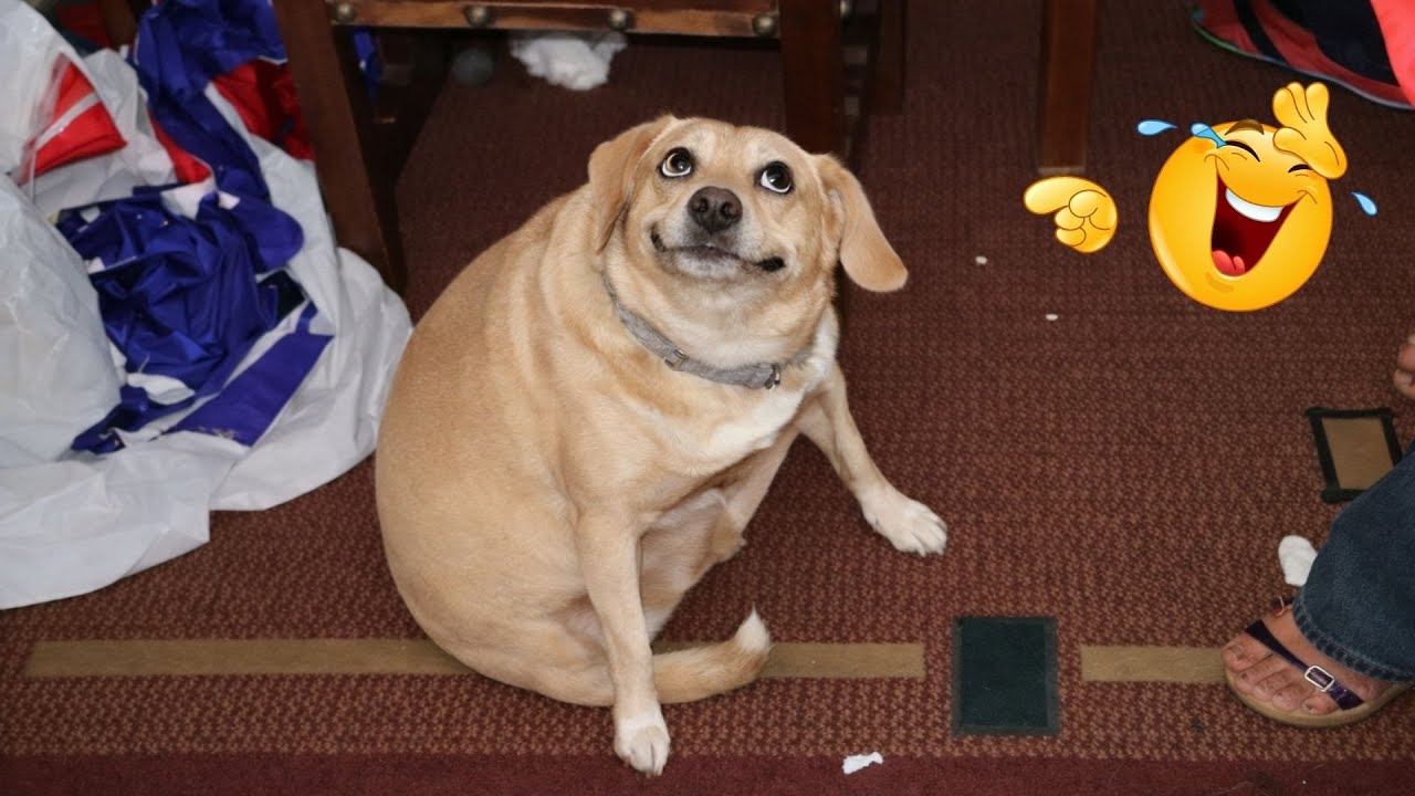 HILARIOUS DOGS Being Weird 🤪 NEW Funniest Dogs Video 2026