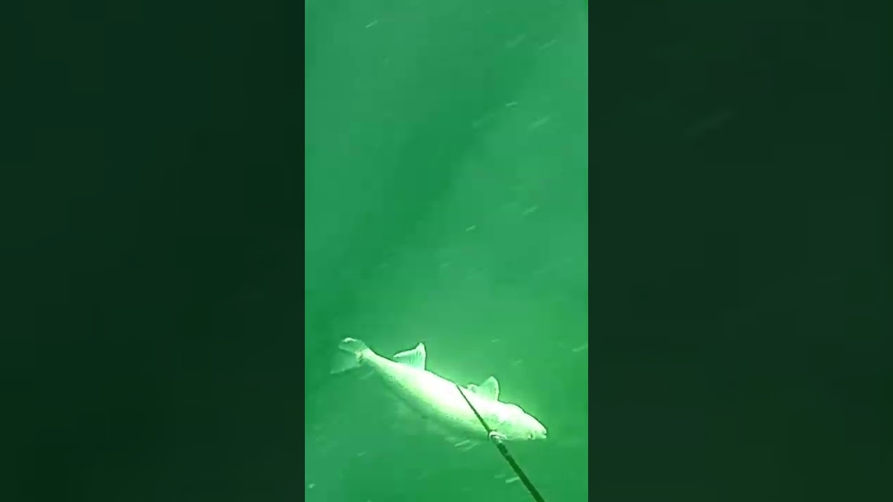 Spearfishing Freshwater Walleye with Polespear