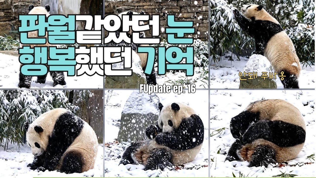 추억하는 이들에게 보내는 선물 같은 푸바오의 하루