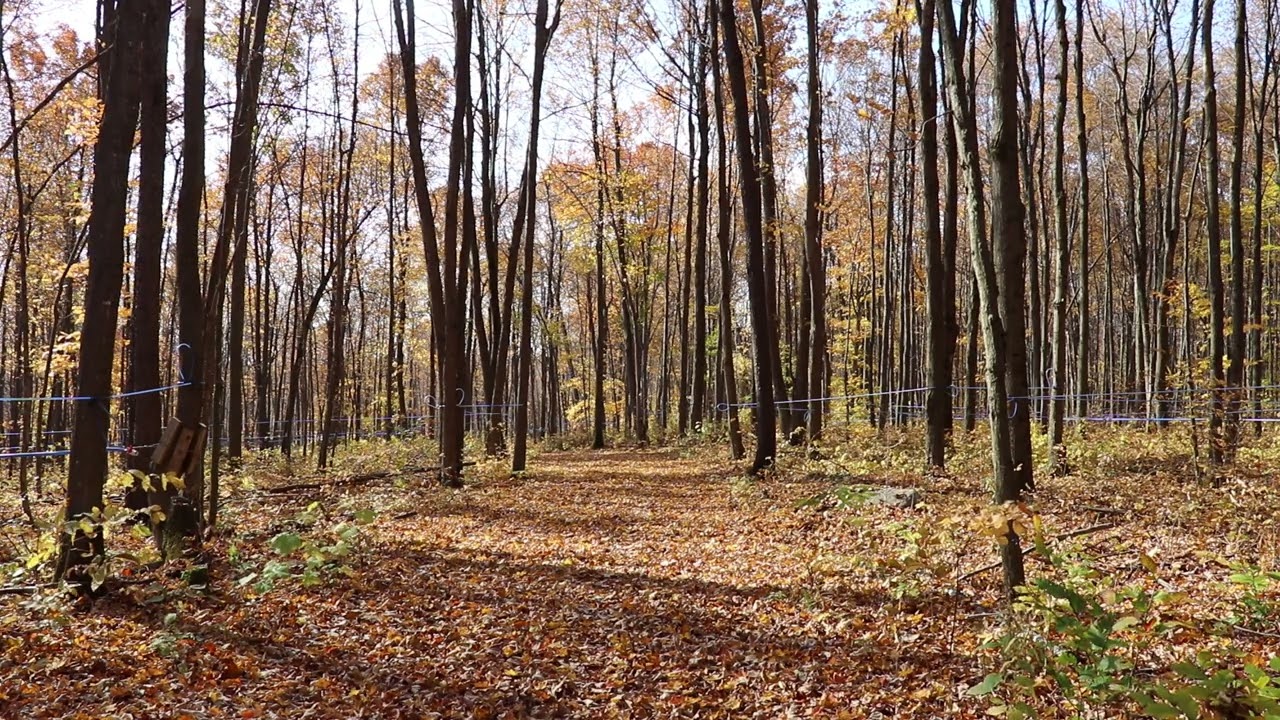 Autumn maple tree leaf falling - Part 1 of 2