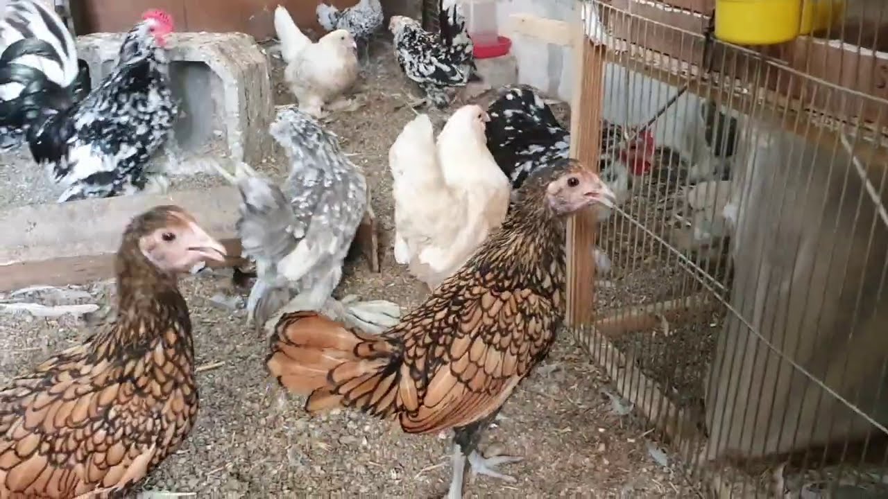 BU BİR VAHŞET !!! HAYVANLARINIZA DİKKAT EDİN !!!