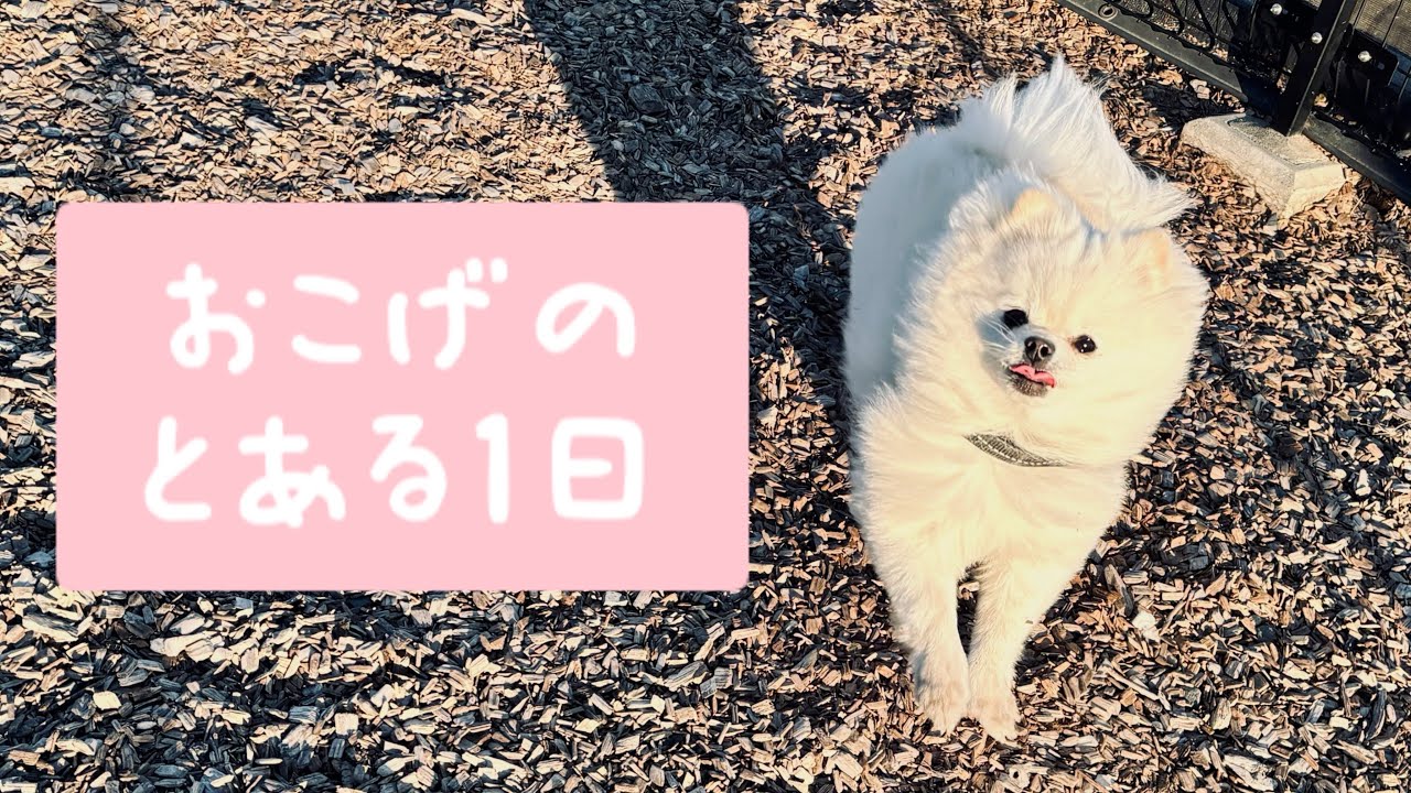 おこげのとある1日