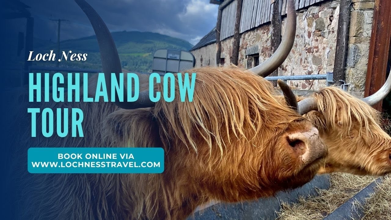 Visiting Loch Ness? Join our Highland Cow Tour! Things to do Drumnadrochit - Things to do Loch Ness
