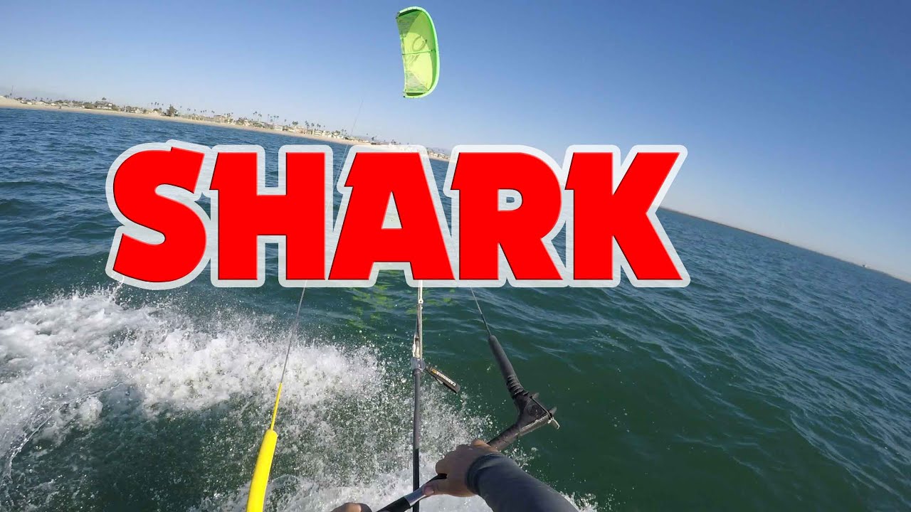 Kitesurfing with Shark Long Beach Belmont Shore Juvenile Great White Shark Learn Transitions attack