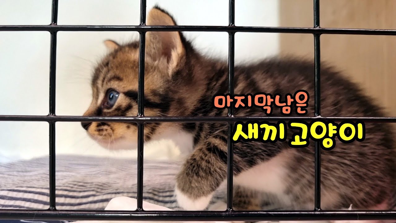 선택받지 못한 마지막 새끼 고양이, 우리 가족이 되기까지