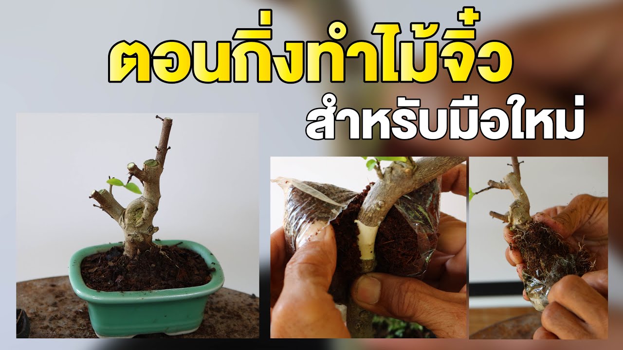 Bonsai Station [บอนไซมือใหม่ป้ายแดง] EP.27 ตอนกิ่งทำไม้จิ๋ว สำหรับมือใหม่
