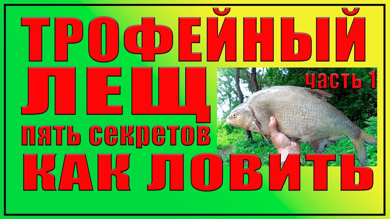 Трофейный лещ. Пять секретов как ловить.