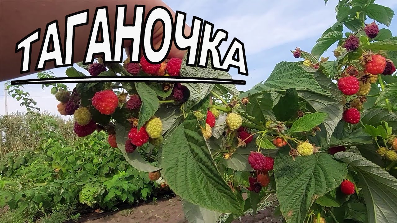 Малина Таганка - супер урожайная трудяга