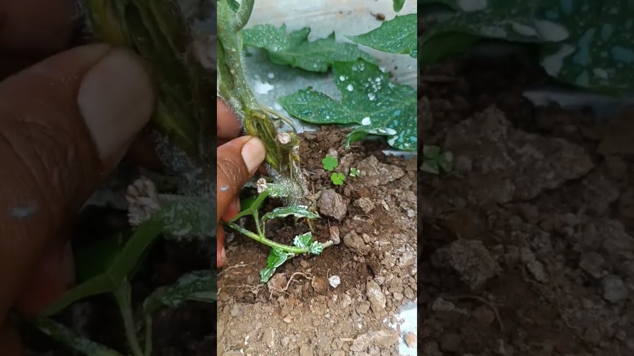 Marchitez por bacteria en el TOMATE, SOLUCI&Oacute;N